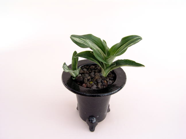 千代田の松 (ちよだのまつ) CChiyodanomatsu – おもとの豊明園（ほう