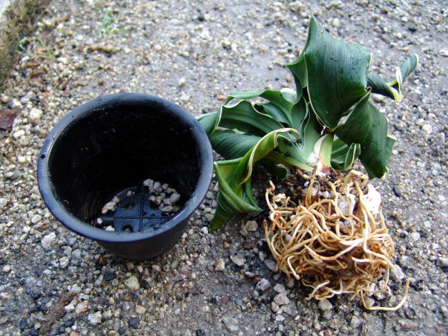 舞子獅子 (まいこじし) Maikojishi – おもとの豊明園（ほうめいえん）