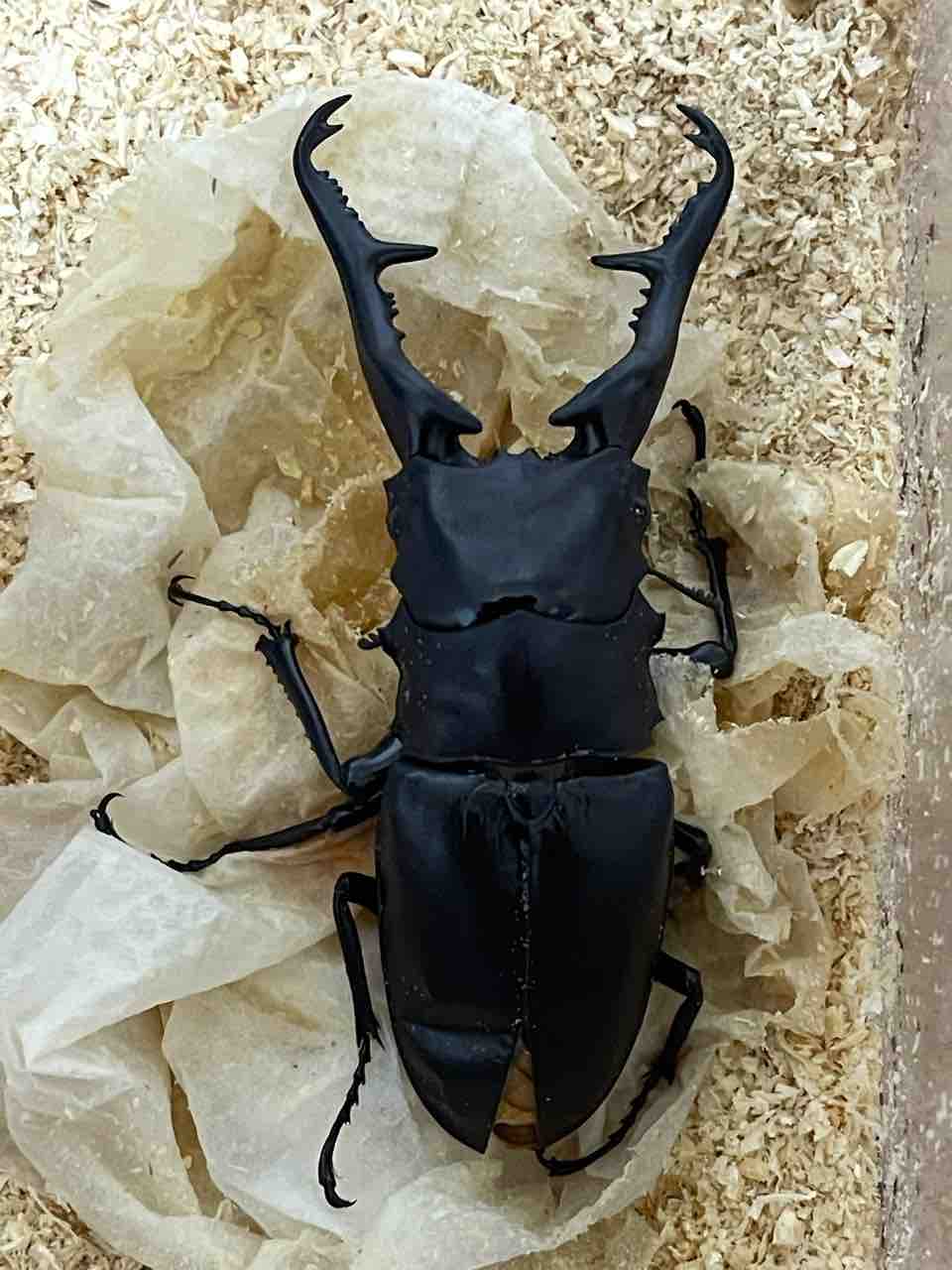 ギラファノコギリクワガタ(亜種ケイスケイ.フローレス島産)飼育記2023