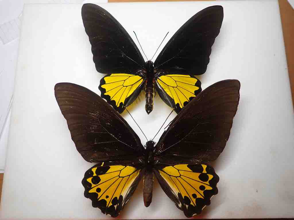 インセクトFan2022購入標本 : ばいおの採集日記