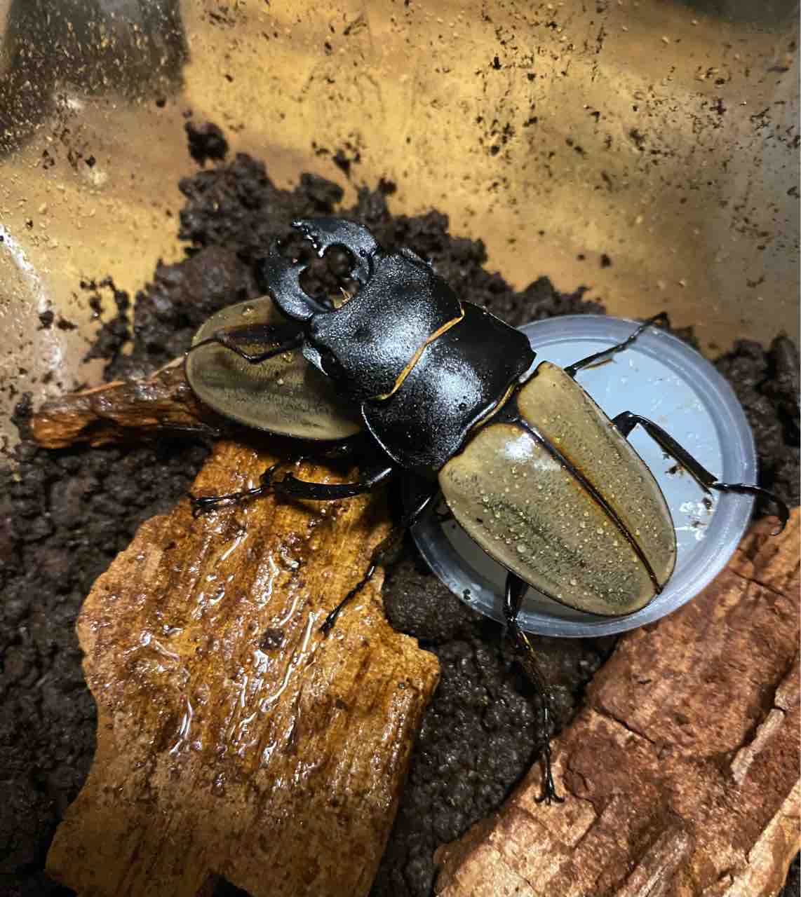 カステルナウツヤクワガタ (スマトラ) 飼育記 : テツのツヤクワ素人飼育