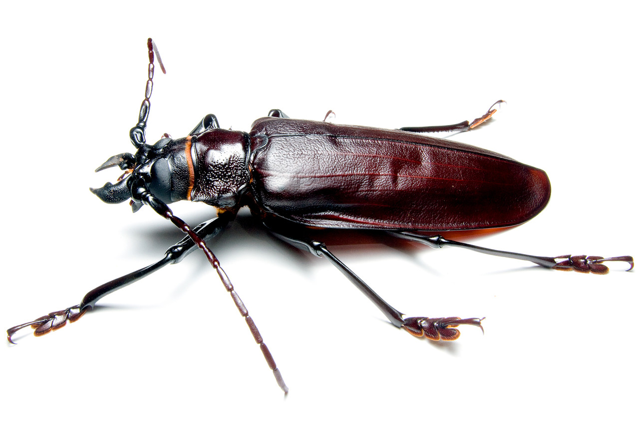 超巨大昆虫出現！？ タイタンオオウスバカミキリ！ : ありんこ日記 AntRoom