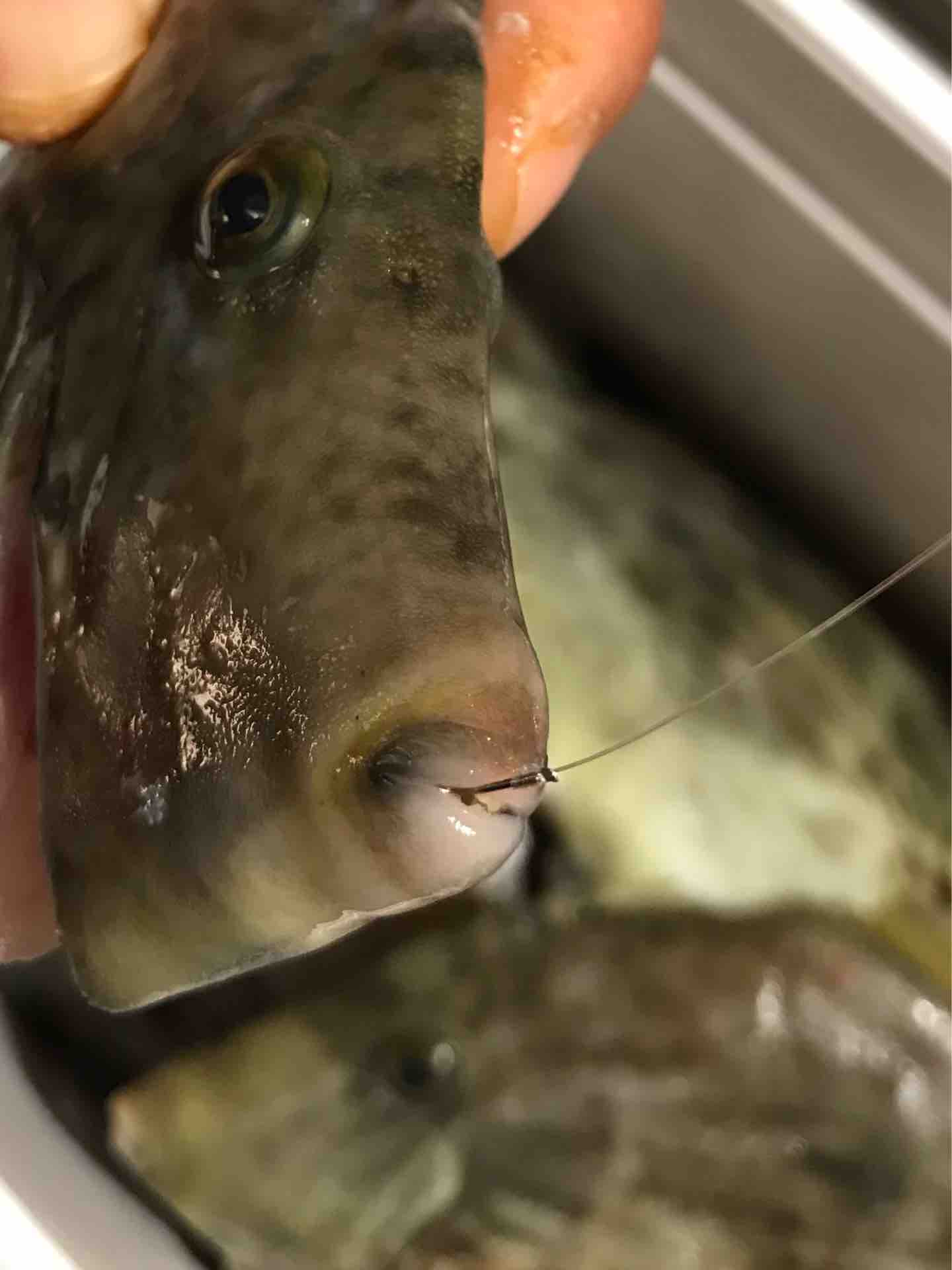 極鋭カワハギEX-MCがめっちゃハマってます! | 宮澤幸則