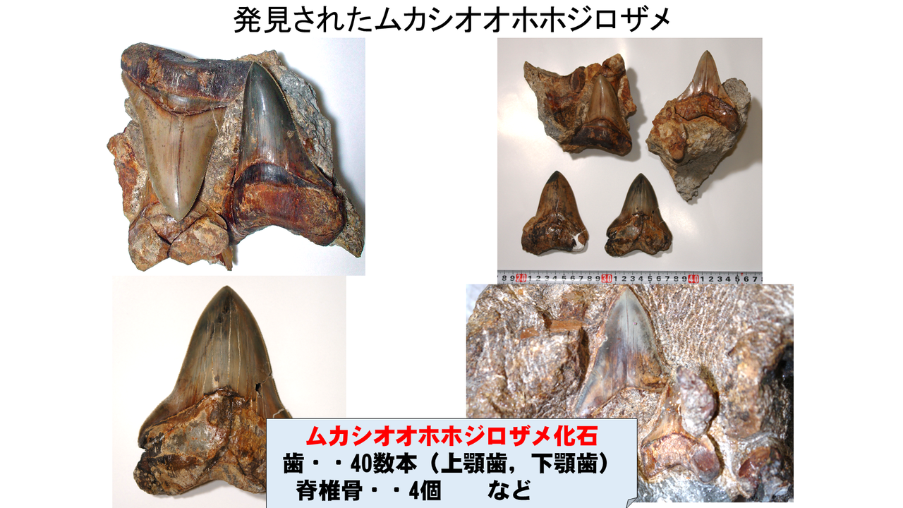 世界最大級の巨大サメの歯の化石：2006年五浦海岸で発見、茨城県