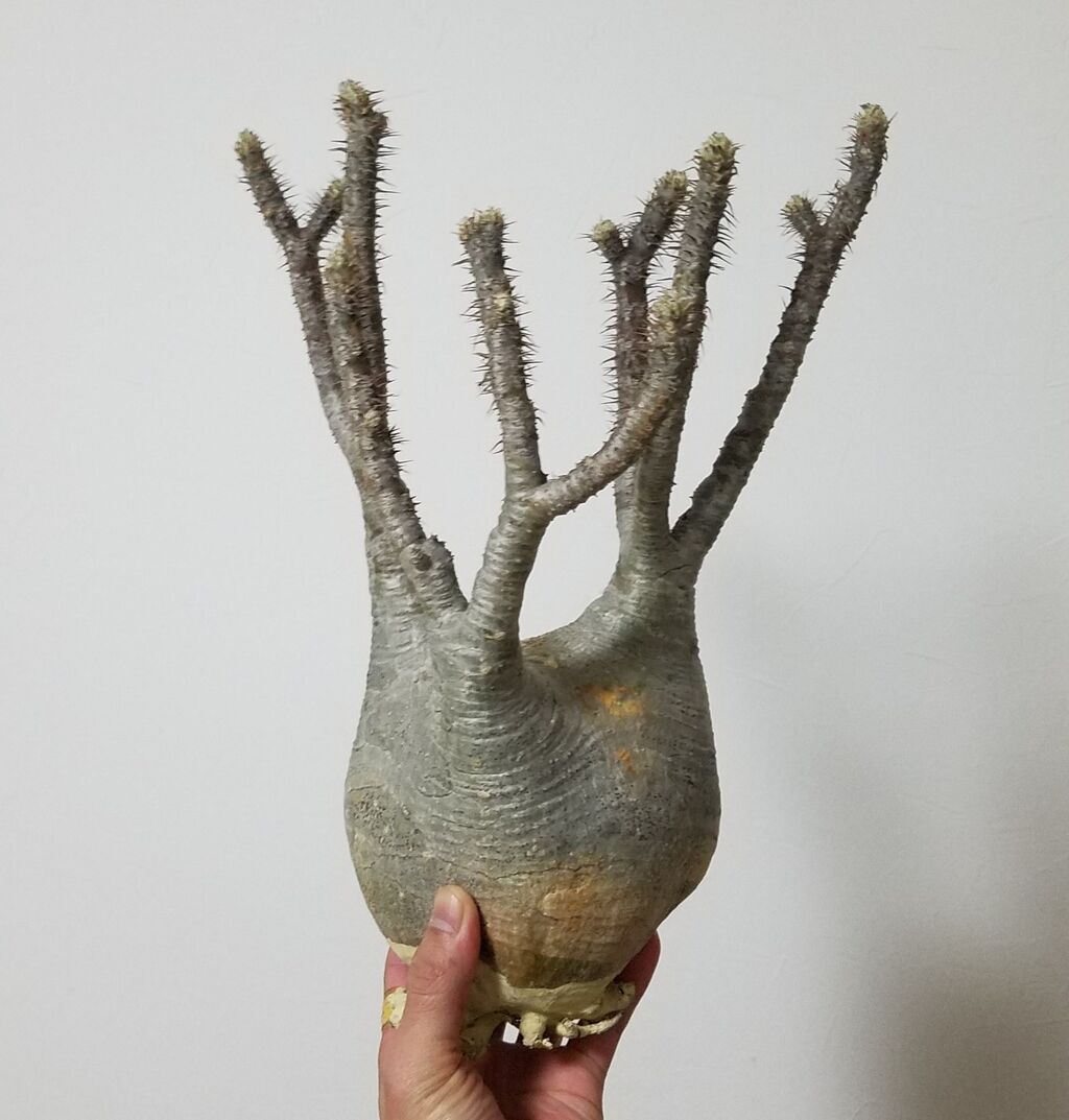 グラキリス現地球～冬からの導入～ : ETERNALPLANTSのblog