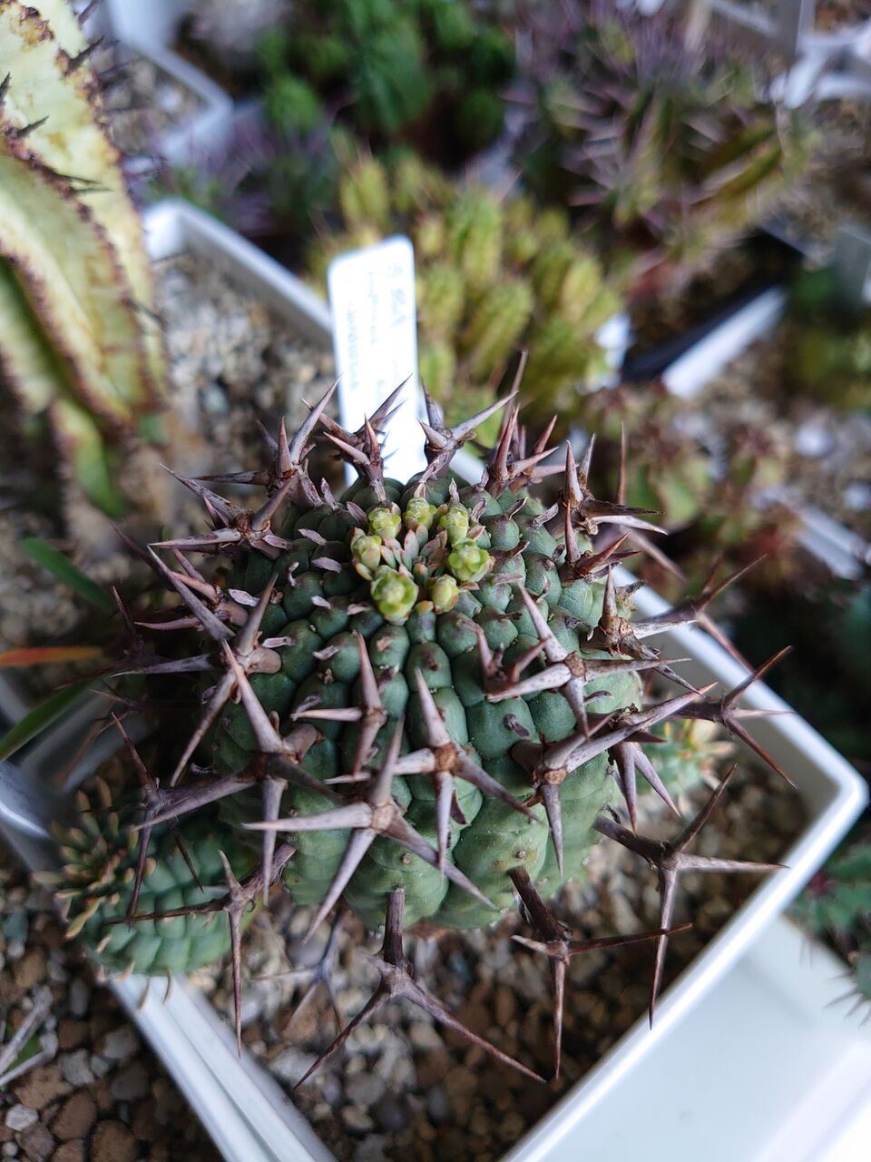 群星の冠 : ユーフォルビア・オベサ・ドットコム