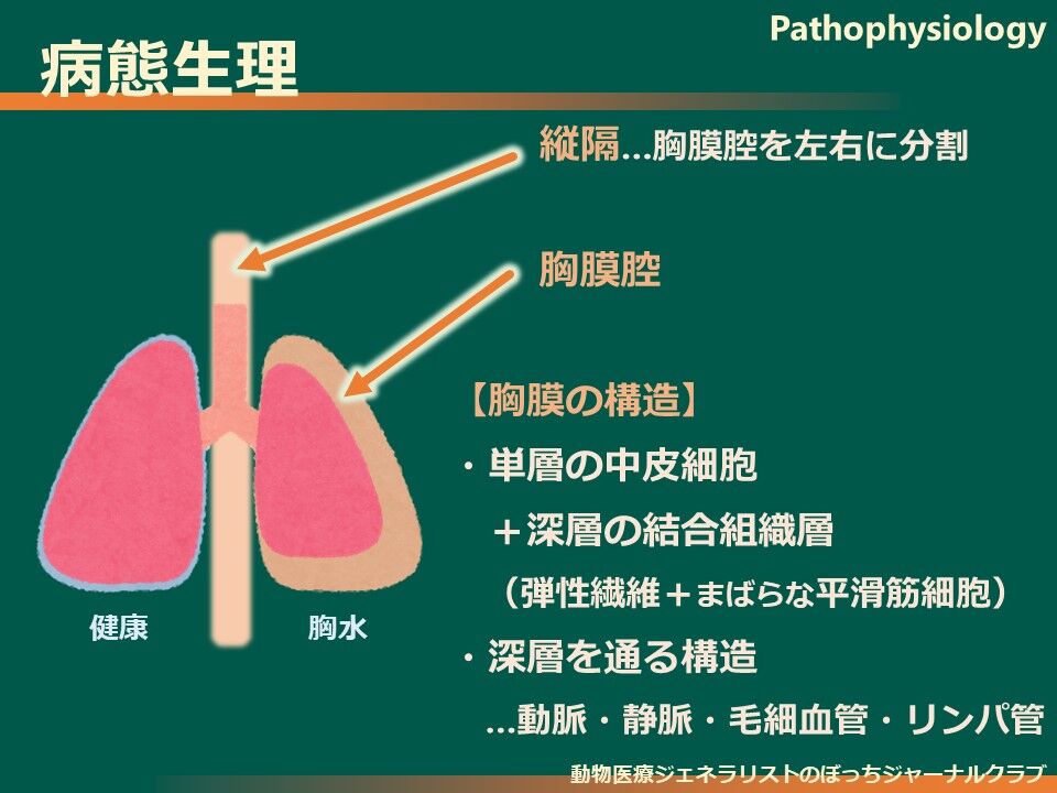 文献：犬猫] 膿胸管理2015レビュースライド版1 病態生理（PMID