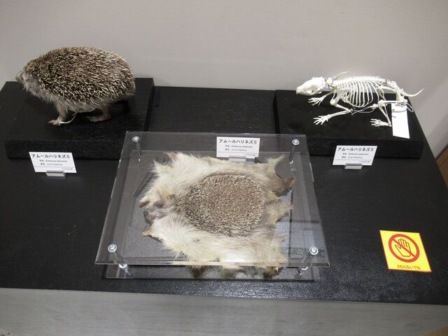 骨の博物館 : えのしま貝散歩