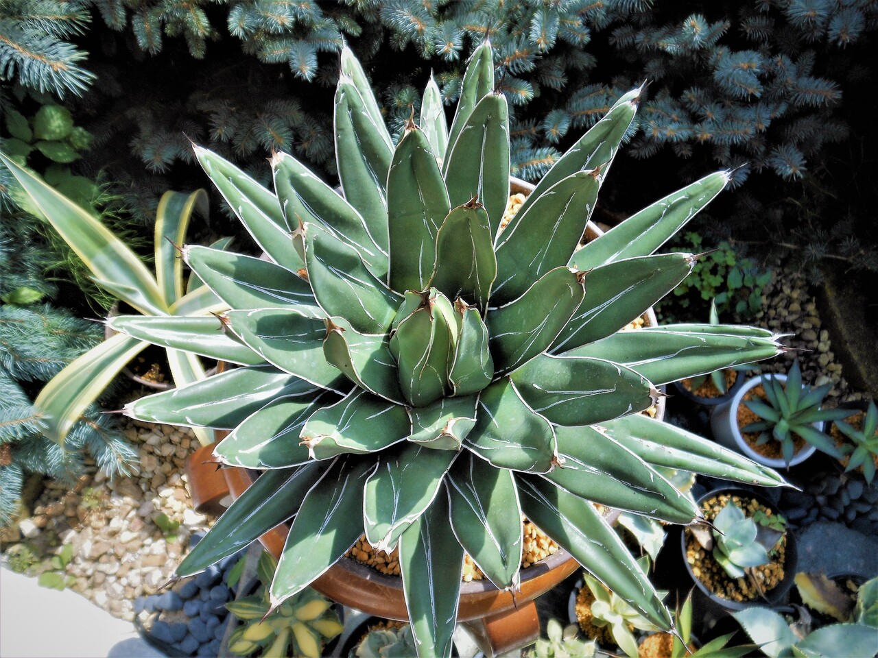 アガベ』【笹吹雪】(ニッケルシー)(フェルディナンディ・レジス