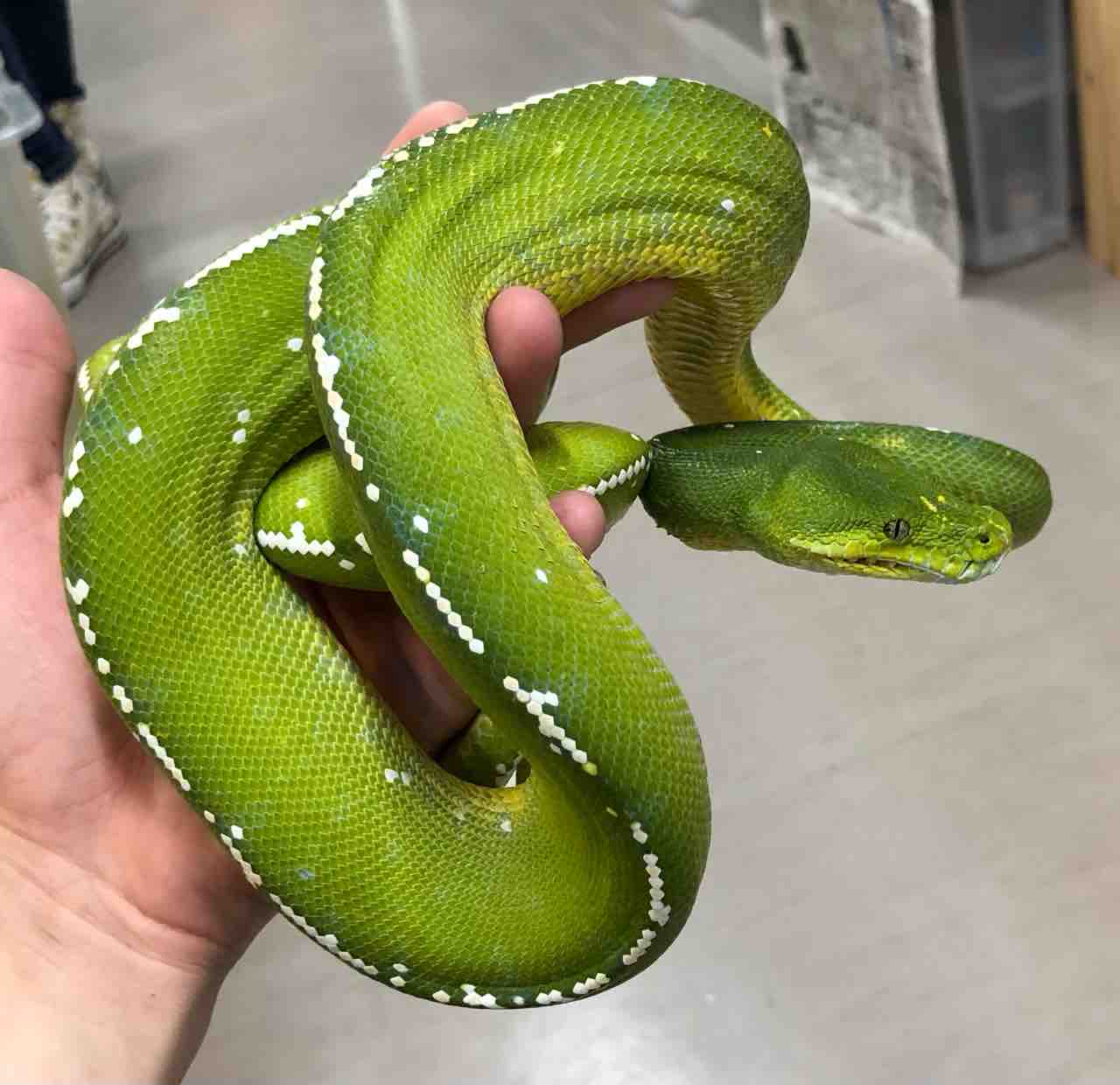 3F新入荷！グリーンパイソンやコーンスネーク : 爬虫類倶楽部