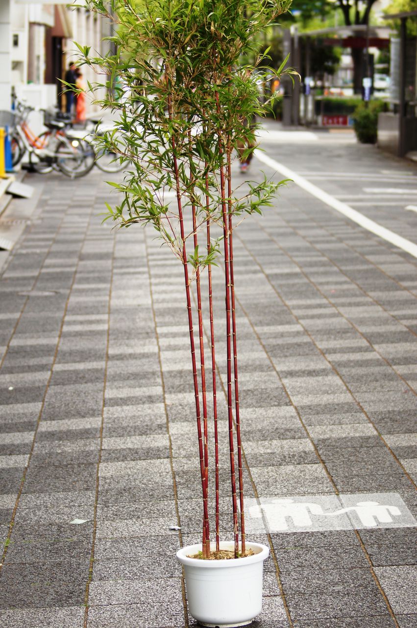 朱竹鉢販売 : 花重 京都 hanajyu