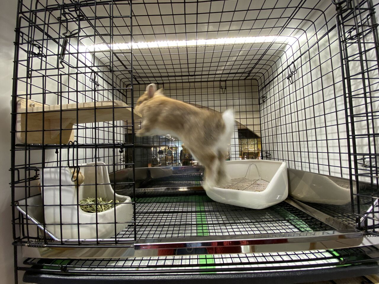 やんちゃうさぎ×プロケージ！ : うさぎブログ うさぎのしっぽ公式