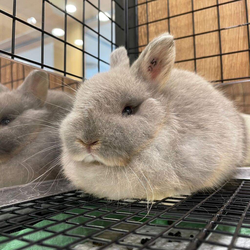 新入りちゃん達がきました！ : うさぎブログ うさぎのしっぽ公式ブログ