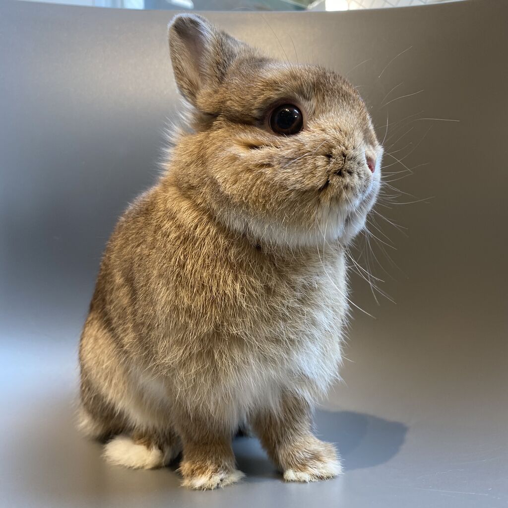 やんちゃうさぎ×プロケージ！ : うさぎブログ うさぎのしっぽ公式