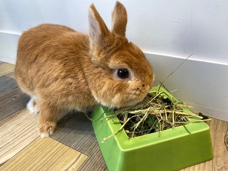数量限定！「うさぎの七草 やさいミックス」 : うさぎブログ うさぎの