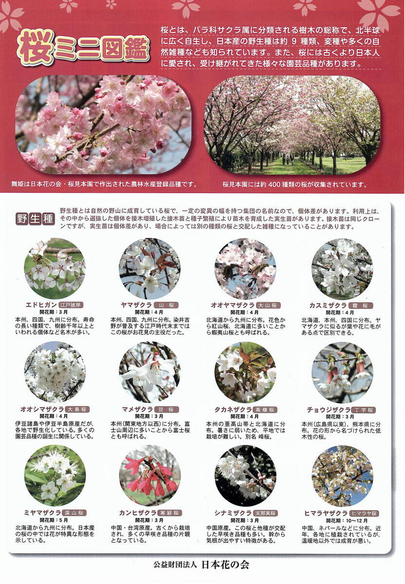 日本花の会結城農場のサクラ 4月10日 : 岩殿満喫クラブ 岩殿 Day by Day