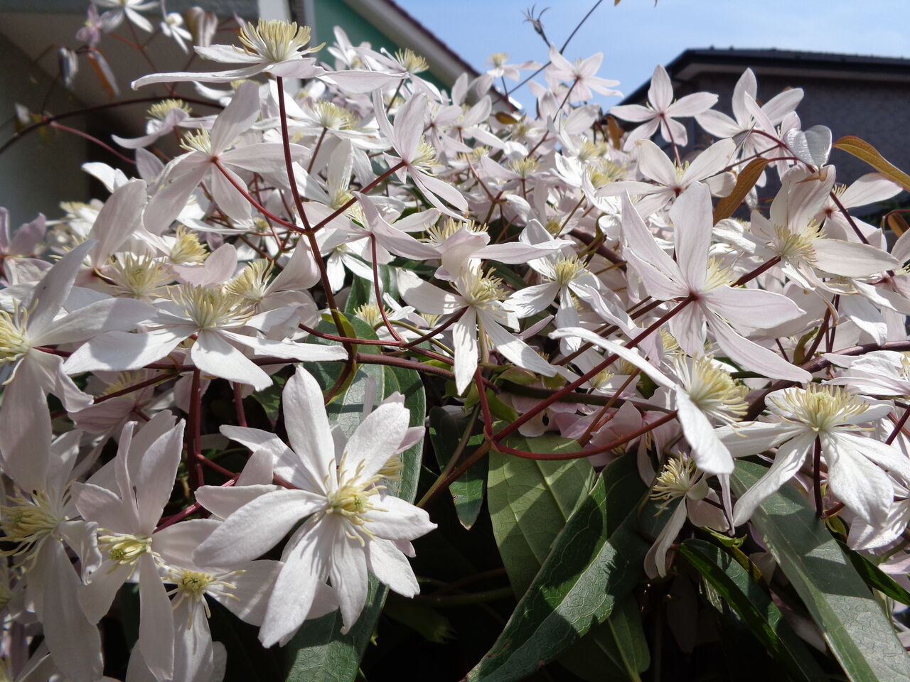 クレマチス アップル・ブロッサムの発芽～マンガ・ひつぢの庭日記