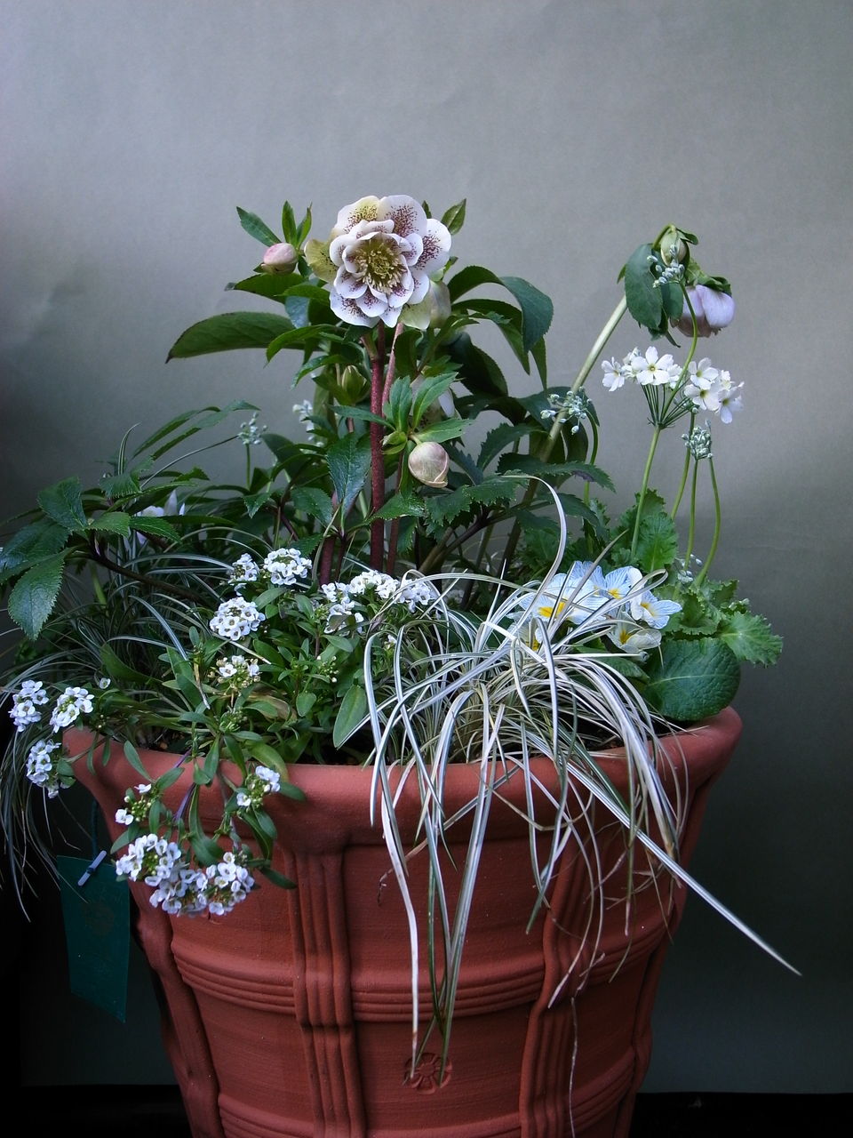 クリスマスローズの寄せ植え : 吉谷桂子のガーデニングブログ
