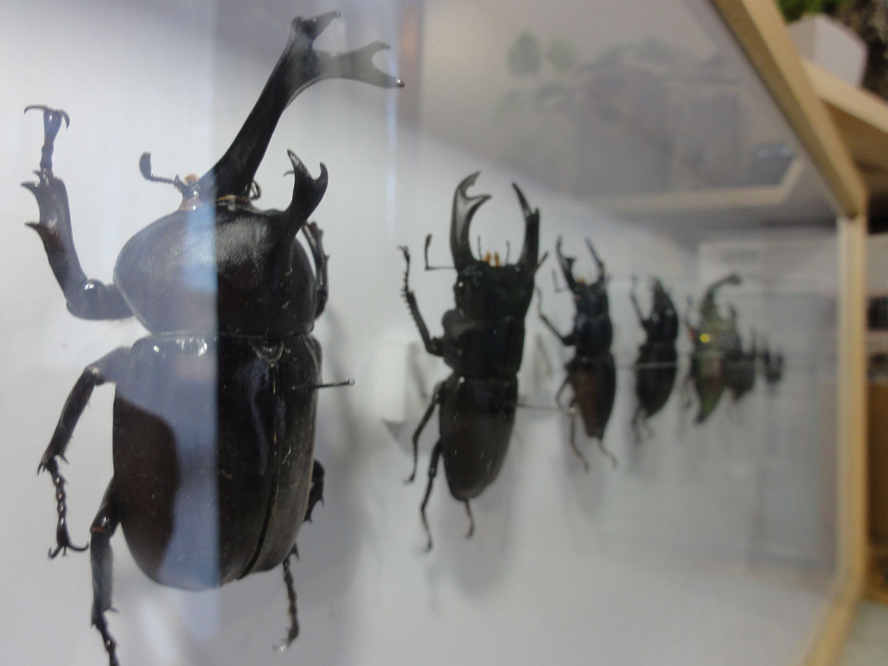 大サイズ標本箱の制作 : クワガタ自己満ラボ