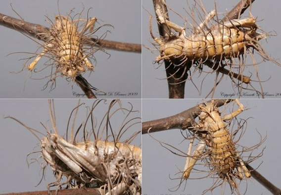 冬虫夏草 Meaning In Japanese - Mazii