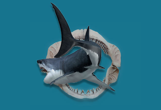 ホホジロザメの歯 [GR229] 化石 希少 レアホホジロザメの歯 [GR229