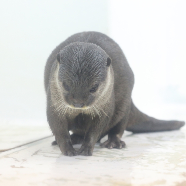 南知多ビーチランド 走れ！並べ！コツメ握手券！ : かわうそ初心者のブログ