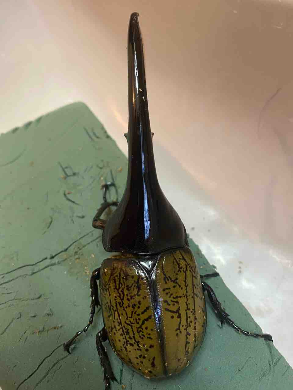 偉大なるvol.3、そして見つかった課題 : Hercules Warehouse