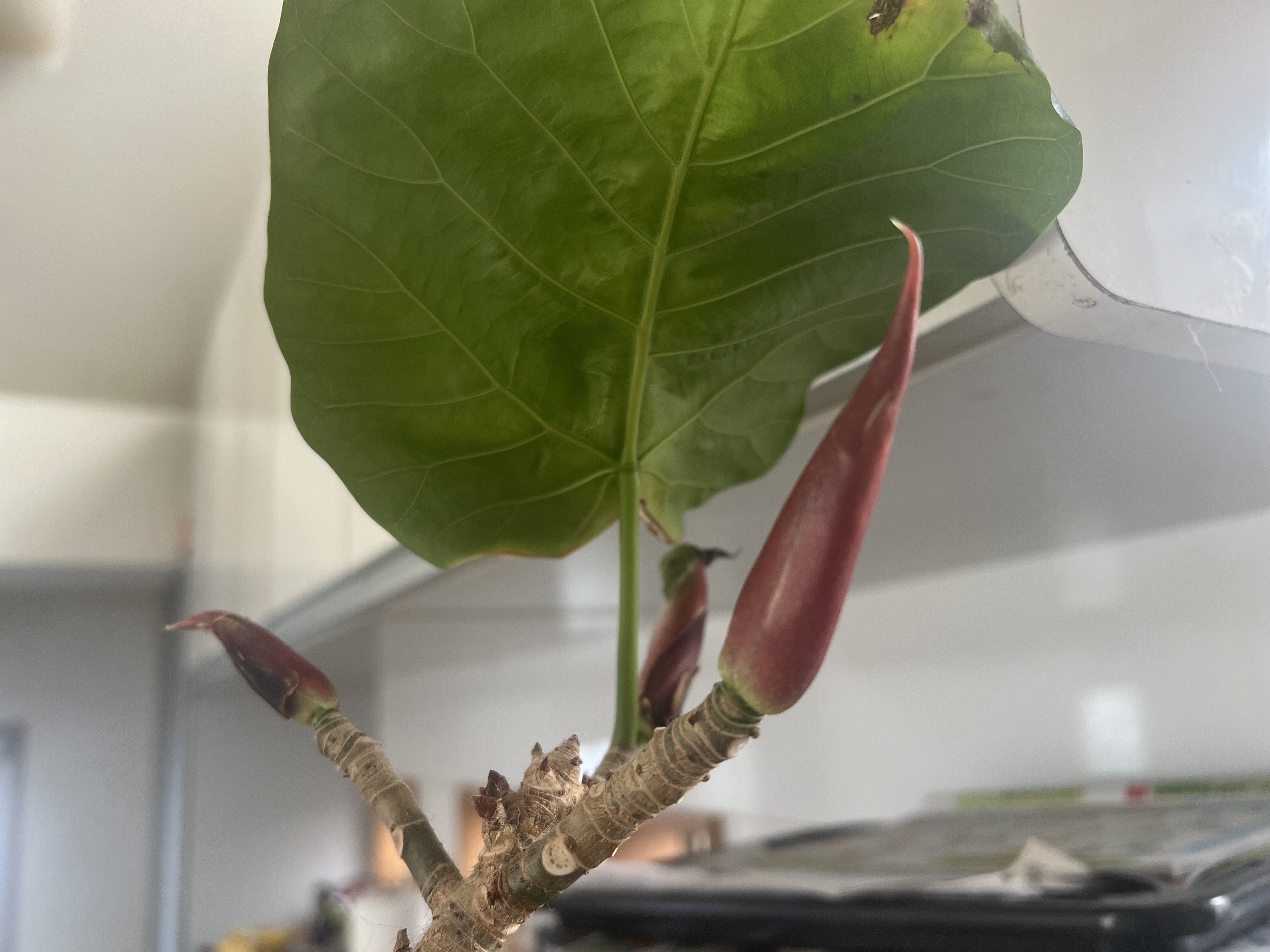 写真日記 2024 9月上旬 : カータンBLOG あたし・主婦の頭の中 Powered