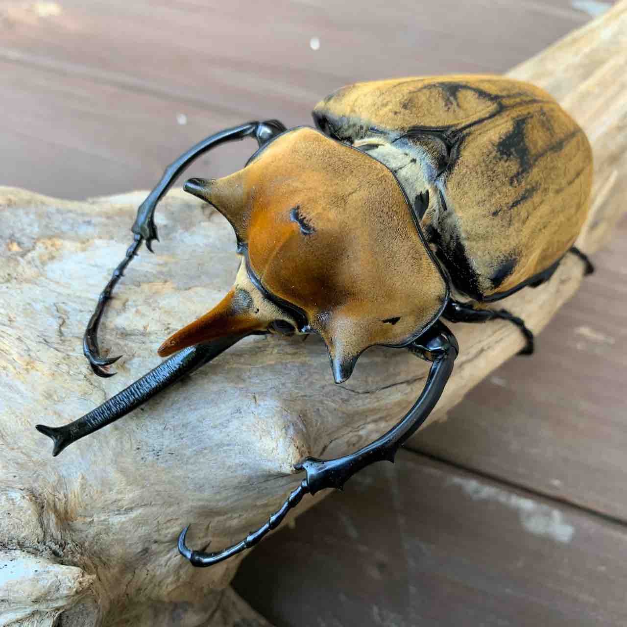 エレファスゾウカブト 飼育開始 : GOKUSAISHIKI