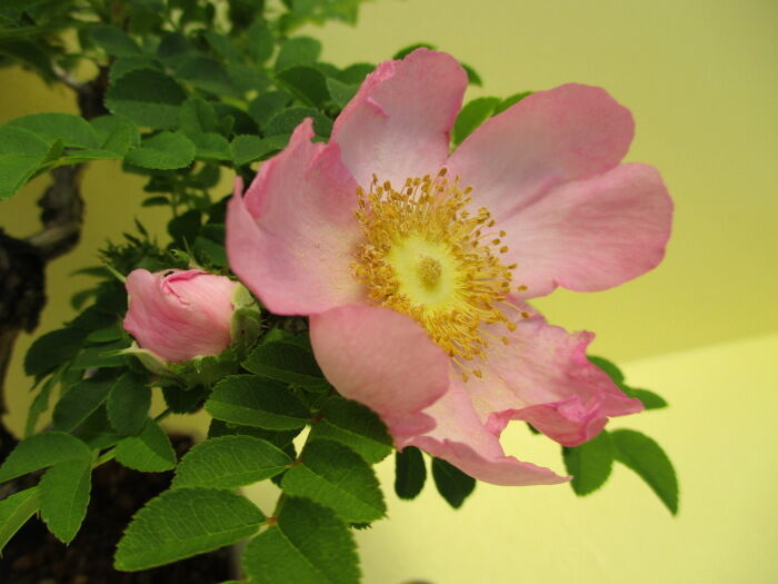 箱根山椒薔薇（ハコネサンショウバラ）」の花 : 「じぃじ」のミニ盆栽日記