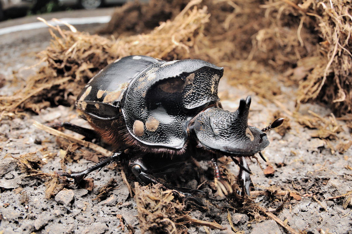 テイオウダイコクコガネ - やっぱり大きいけどオウサマとは違う