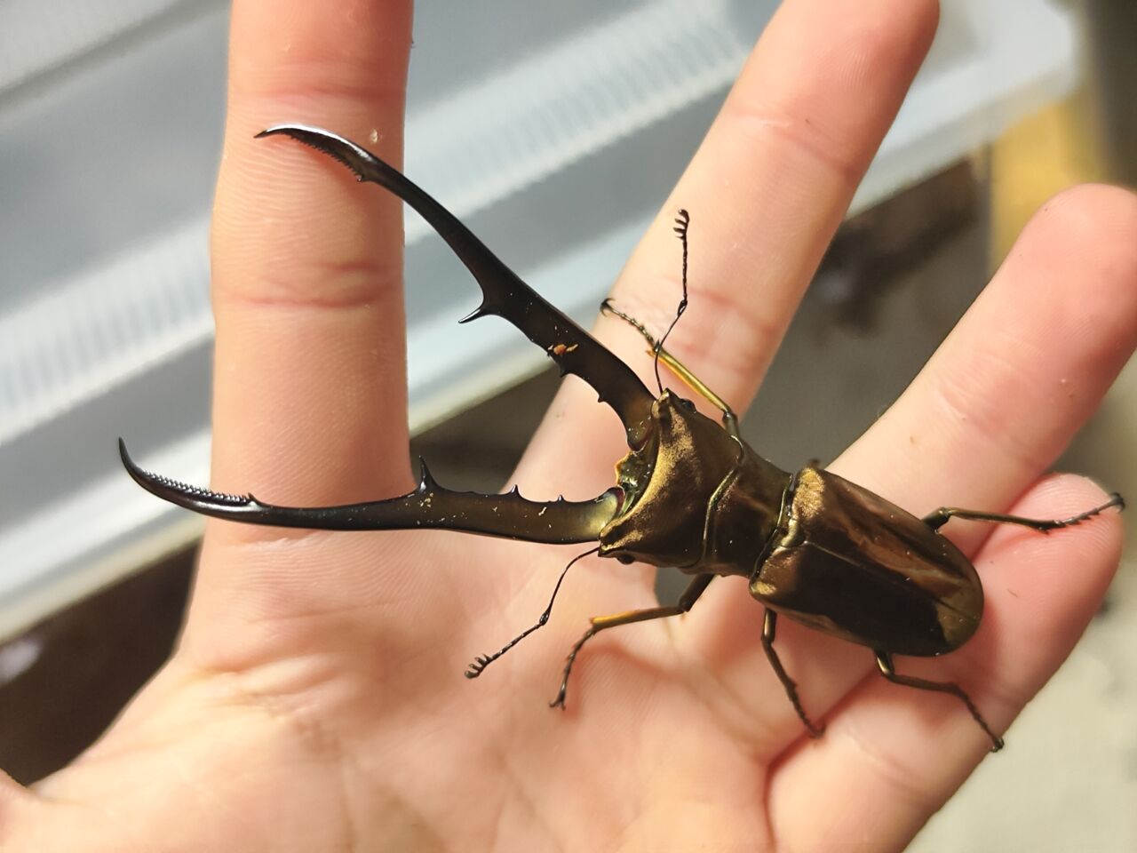 ペレン島産メタリフェルホソアカクワガタ 2023-2024 : コガネムシ上科の家