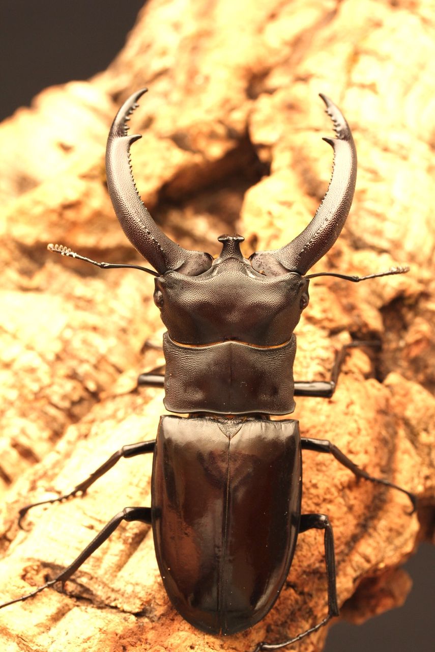 リノケロスフタマタクワガタ飼育記 : オオカブトの部屋
