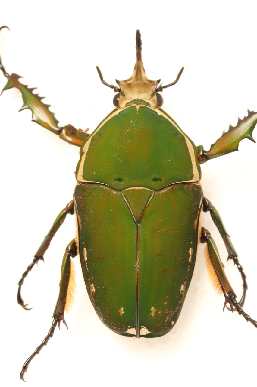 トルクアータオオツノカナブン(インマキュリコリス)飼育記 羽化