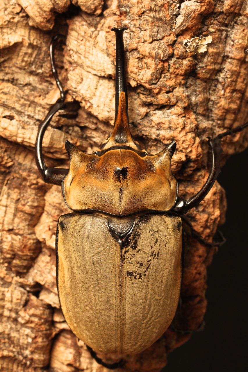 エレファスゾウカブト飼育記 大型♂羽化〜 : オオカブトの部屋