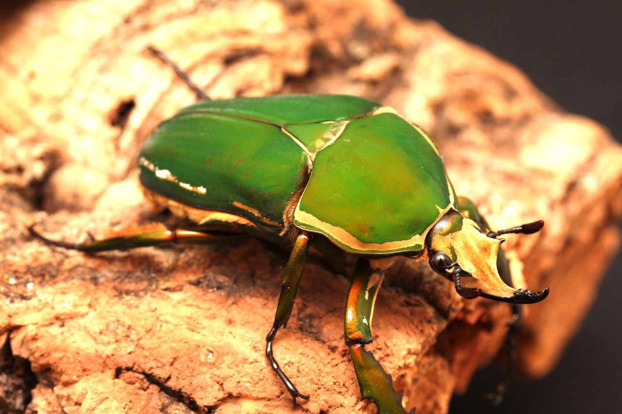 トルクアータオオツノカナブン(インマキュリコリス)飼育記