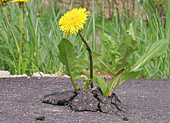 ド根性たんぽぽ : 北の国 道くさブログ
