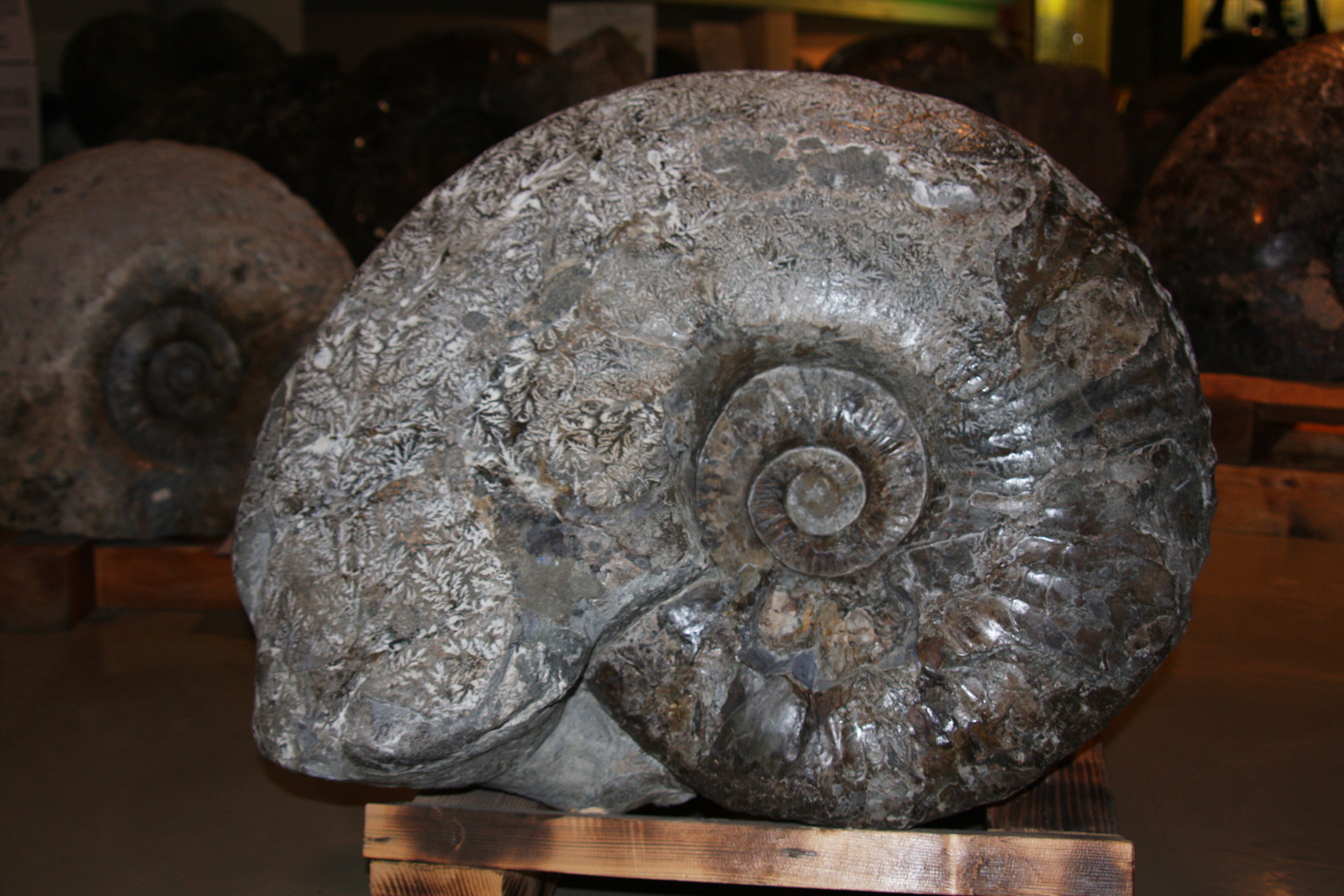 巨大アンモナイト Ⅱ : 出雲南部の里山情報