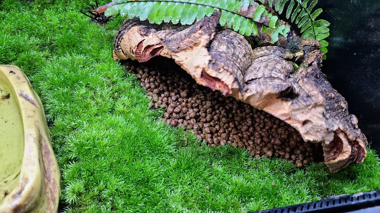 グラステラリウム3030 生体導入 : トモのイモリ記録