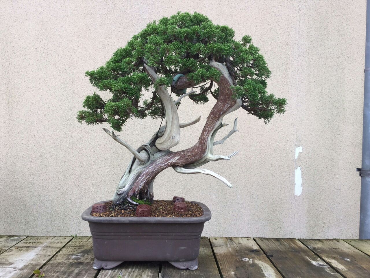 真柏 山採り素材 鉢映りで価値観変えて : 雨竹 盆栽 水石 便り