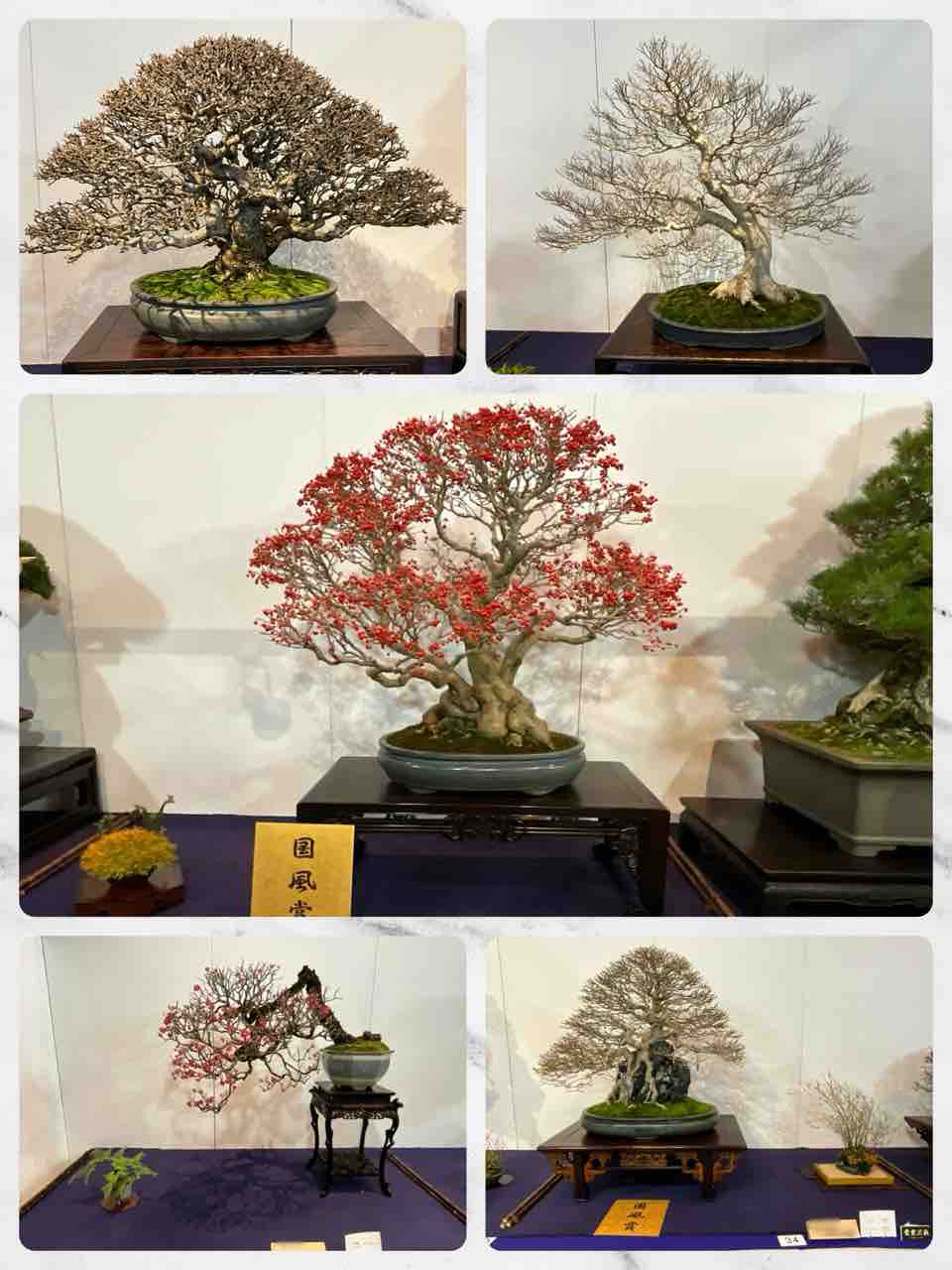 第99回 国風盆栽展 年々に変化してゆく展覧の内容 : 雨竹 盆栽 水石 便り