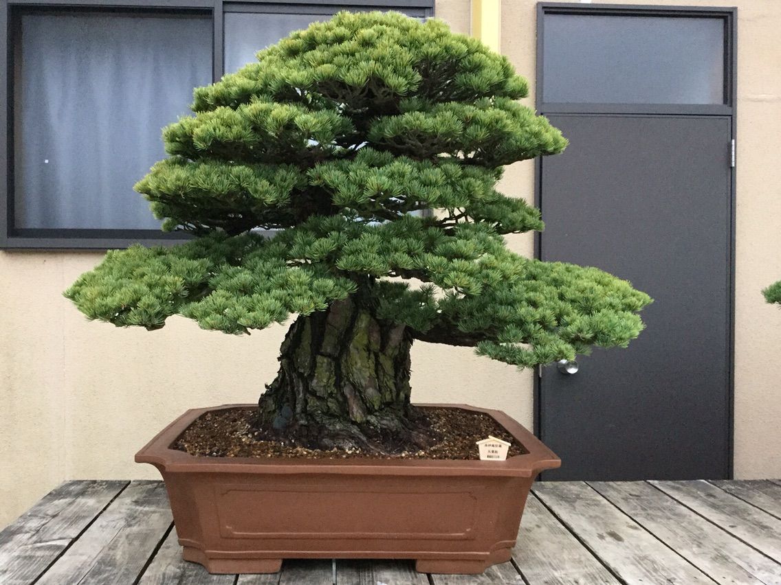 初公開！ 高砂庵 岩﨑大蔵先生 未完の松達 圧巻の太幹！ : 雨竹 盆栽