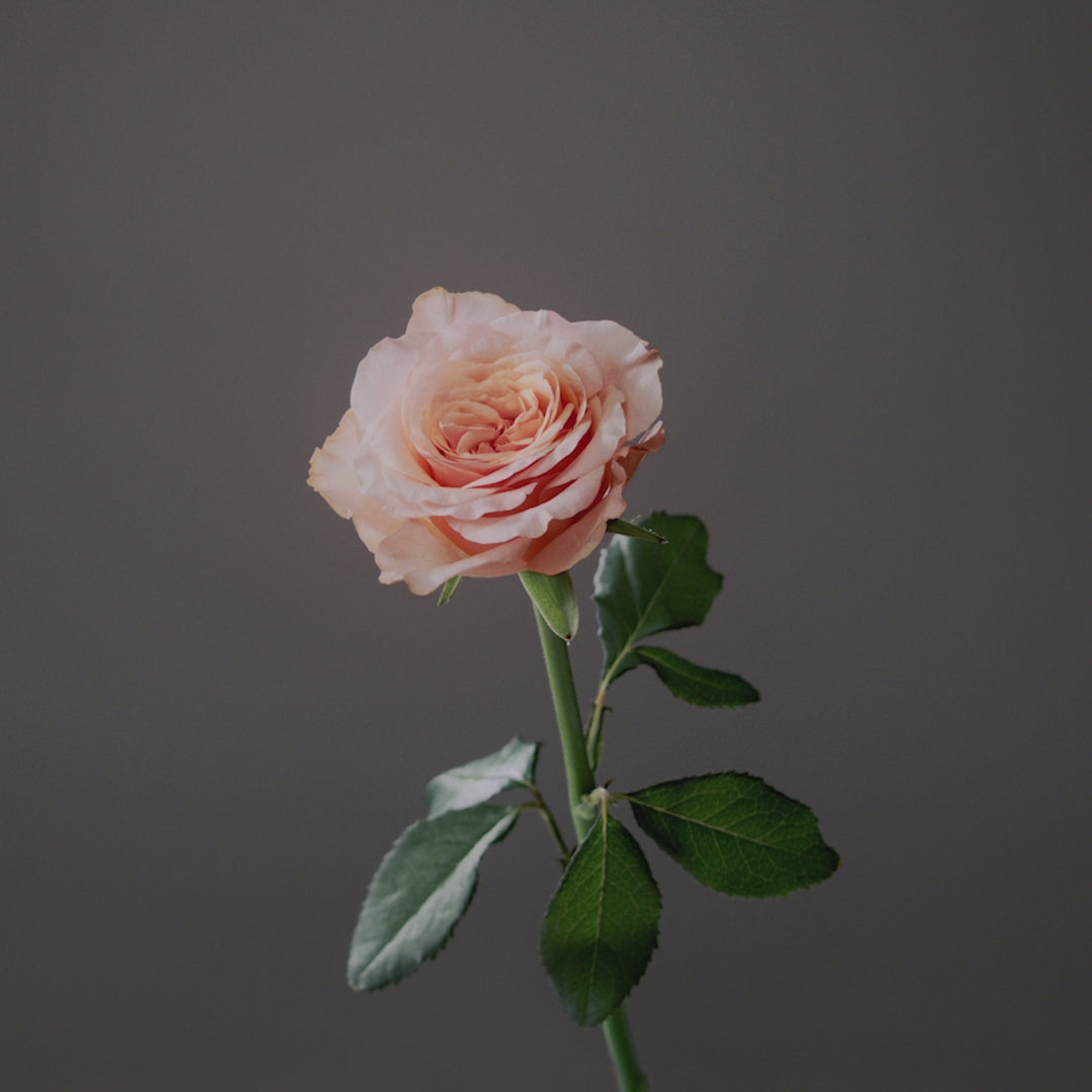 ラブクロム (R)K24GPツキ ゴールド