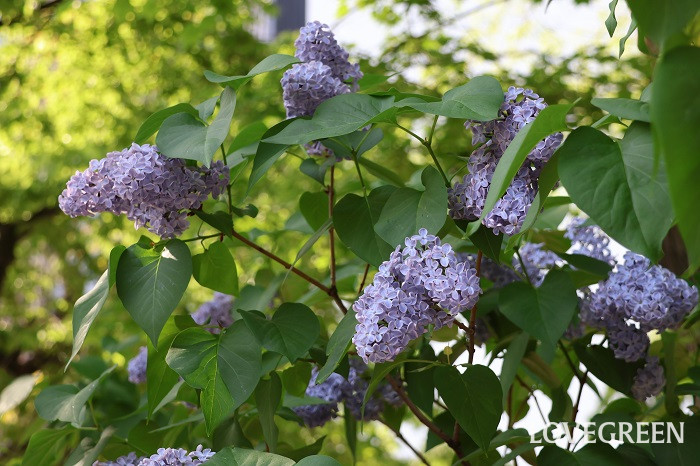ライラックの育て方・栽培方法 | LOVEGREEN(ラブグリーン)