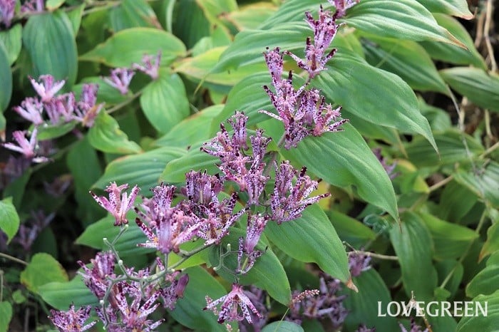 11月29日の誕生花と花言葉｜ホトトギス | LOVEGREEN(ラブグリーン)