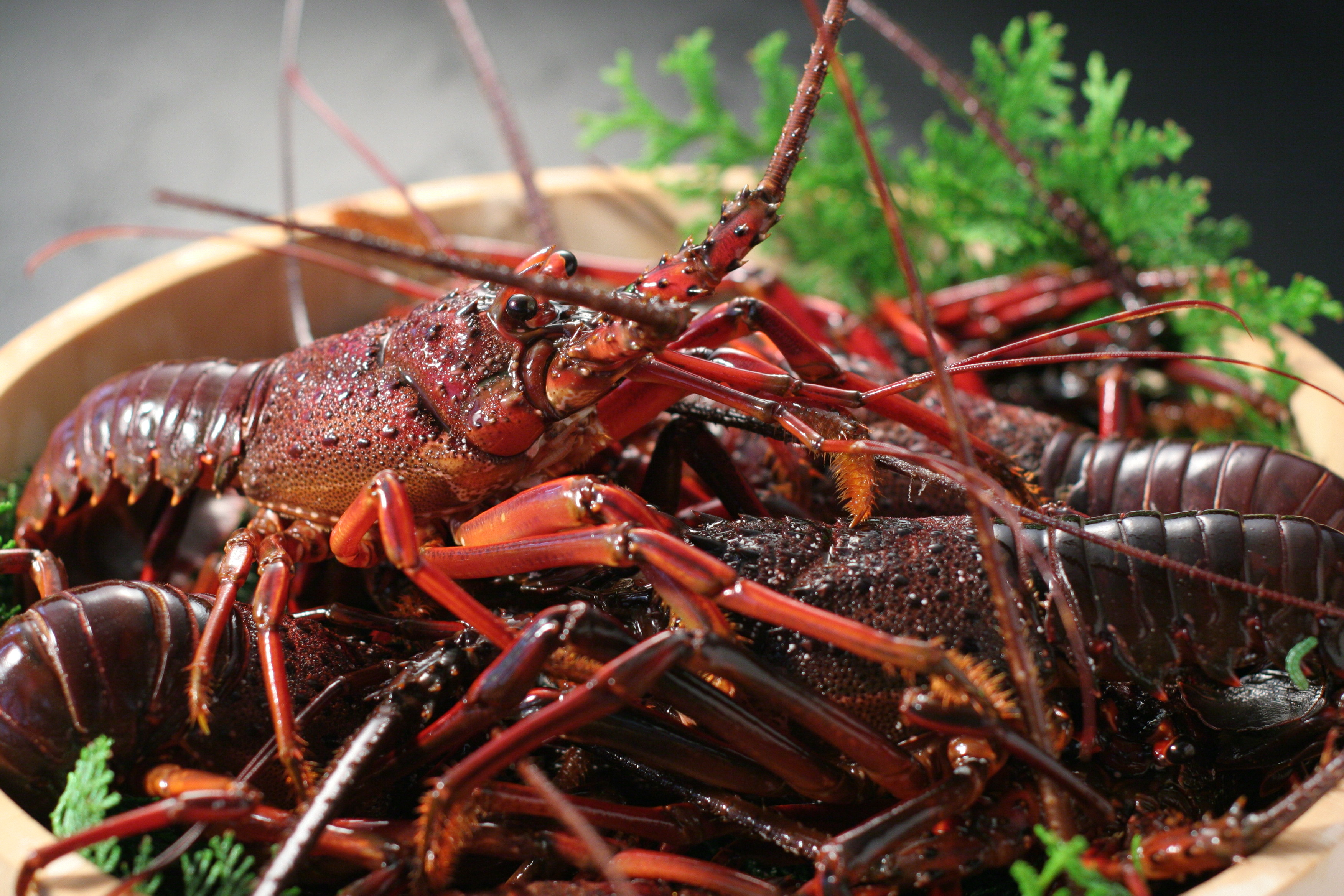 活伊勢海老 5,500円 | 伊豆漁業協同組合 南伊豆支所