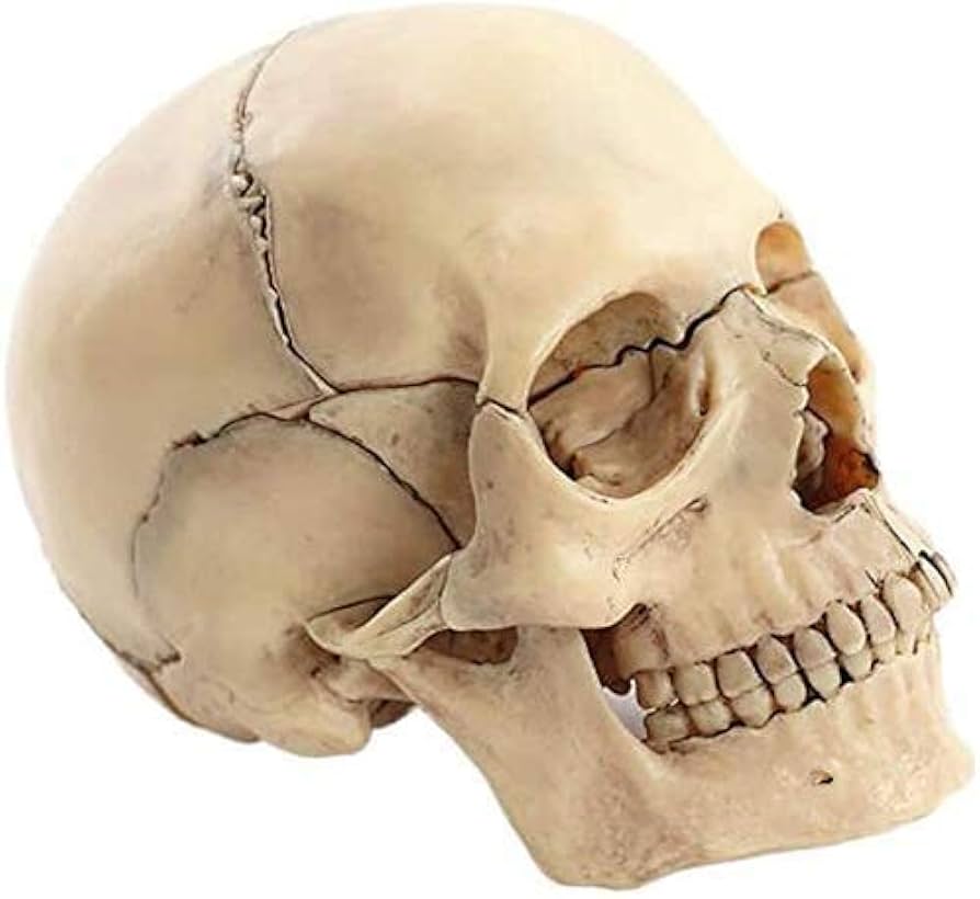 Amazon.co.jp: もちろん人間の頭蓋骨の解剖1/2サイズ、チーム環境保護