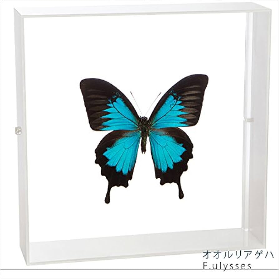 Amazon.co.jp: 蝶の標本 オオルリアゲハ P.ulysses アゲハチョウ