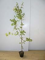 Amazon.co.jp: イロハモミジ 株立ち