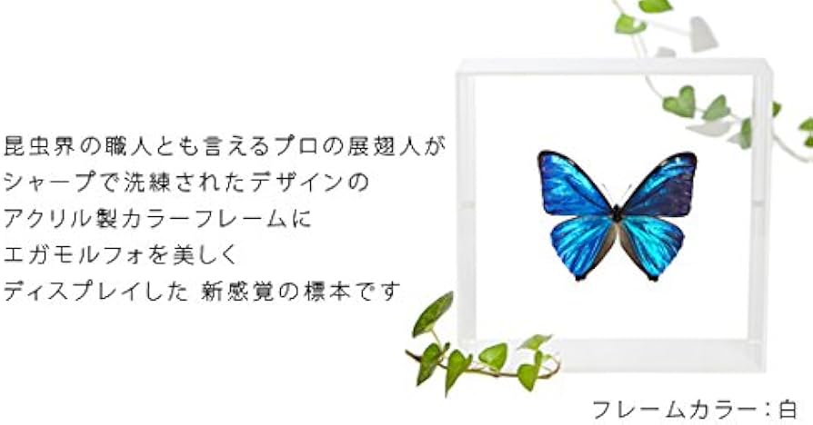 Amazon.co.jp: 蝶の標本 エガモルフォ Morpho aega モルフォチョウ